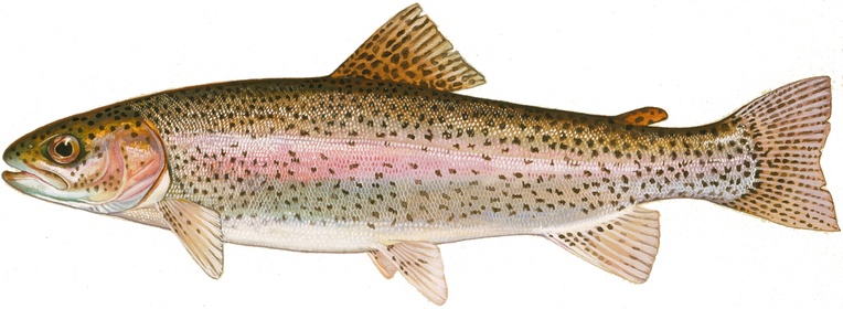 Rainbow trout