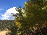 Aspens Starting