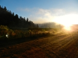 Foggy autumnal equinox morning