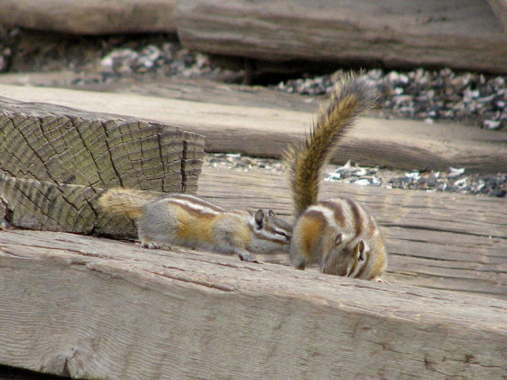IMG_4689_2